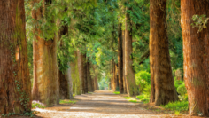 Manger sainement – La forêt